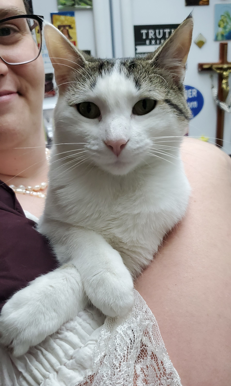 Momma cat